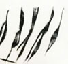 Daniel Butcher: image 2/2 thumb