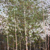 Peter Hoffer: image Untitled
