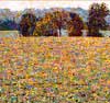 Brent McIntosh: Field