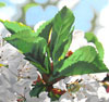 Lenni Workman image of:Nigella II