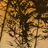Stephen Hutchings: thumbnail images