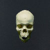 Lahey: Skull, (from Keep out) 090121-03
