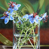 Lenni Workman image of:Nigella II