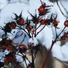 Lenni Workman image of: Rosehips
