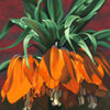 Lenni Workman image of: Fritillarius
