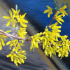 Lenni Workman image of: Forsythia III