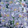 Lenni Workman image of: Eremurus