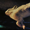 Marc Nerbonne image of: Ultralliance 