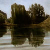 Stephen Hutchings image of: Trees and reflection (Arboretum 3)