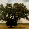 Stephen Hutchings image of:Tree with field and sky