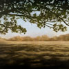 Stephen Hutchings image of:Leaves and shadows
