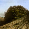 Stephen Hutchings image of:Landscape with bush, hill and ocean