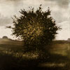 Stephen Hutchings image of:Bush with splotches of light